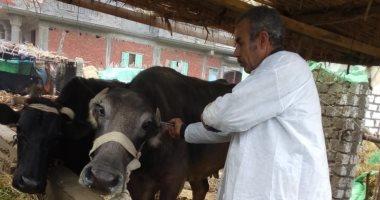 «بيطري الغربية»: تحصين 207 آلاف ماشية ضد الحمى القلاعية والوادي المتصدع