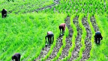   نيجيريا تطلق خطة خمسية جديدة لتعزيز قطاع الزراعة