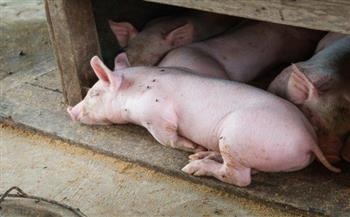   فاينانشيال تايمز: علماء يدرسون إحياء الخلايا والأنسجة في الخنازير الميتة
