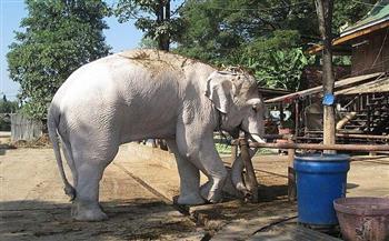   تعرف على.. حكاية ولادة نادرة لفيل أبيض في بورما