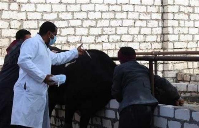 تحصين 115 ألفا من الماشية ضد الأمراض الوبائية بالغربية