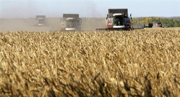 وزير الزارعة الروسي يرجح تقليص بلاده صادرات الحبوب هذا العام