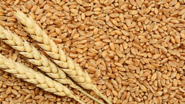 ديوان الحبوب التونسي: خطة لتحقيق الاكتفاء الذاتي من القمح الصلب خلال الموسم المقبل