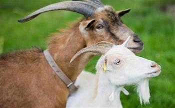 تفاصيل ظهور ڤيروس جديد «معدِ ومميت» تنتقل من الماعز للإنسان بالصين 