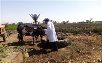   «الزراعة»: تحصين أكثر من 3ر3 مليون رأس ماشية ضد الحمى القلاعية والوادي المتصدع