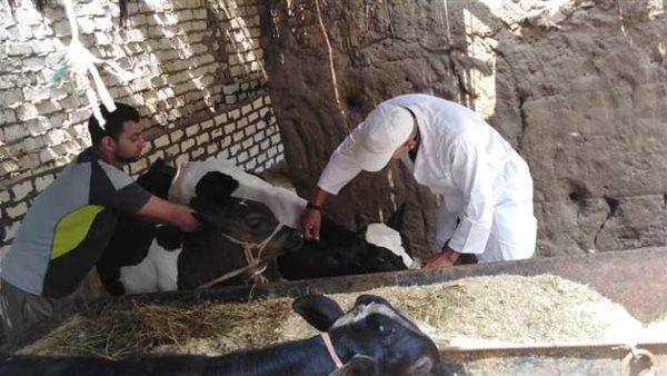 محافظ المنوفية يتابع مستجدات أعمال الحملة القومية الثانية لتحصين الماشية