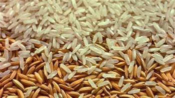   " تموين كفر الشيخ": استلام أكثر من 87 طن أرز شعير بـ 21 موقعا
