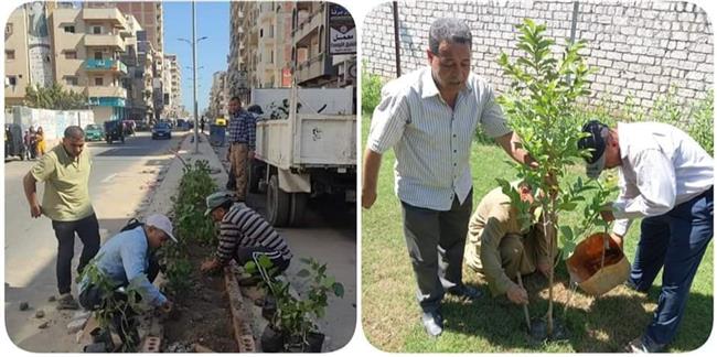 زراعة 2305 شجرة بنطاق 3 مراكز بـ «البحيرة»  