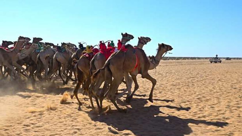 انطلاق سباقات الهجن بشمال سيناء بحضور وزير الشباب