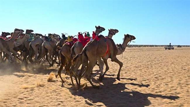انطلاق سباقات الهجن بشمال سيناء بحضور وزير الشباب