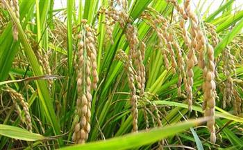  محافظ الدقهلية: المساحة المنزرعة من محصول الأرز 318 ألف فدان 