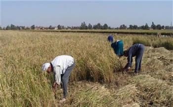   زراعة دمياط: حصاد 1900 فدان من محصول الأرز