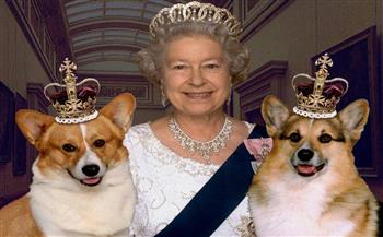  «كلاب» الملكة إليزابيث الثانية ينتظروها فى قلعة وندسور 