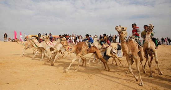 استخدام تقنية «حكم الفار» لأول مرة في سباقات الهجن بشمال سيناء