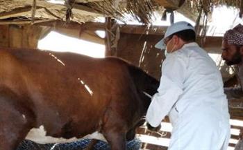   الزراعة: علاج وفحص 4 آلاف رأس ماشية في البحيرة