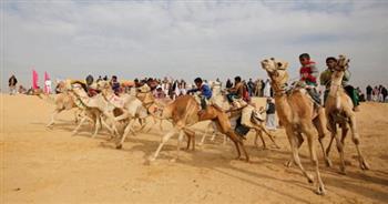  استخدام تقنية «حكم الفار» لأول مرة في سباقات الهجن بشمال سيناء