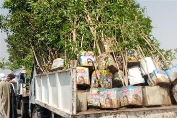 محافظ المنيا: توزيع أكثر من 3 آلاف شجرة ضمن رؤية مصر 2030
