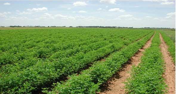 «الزراعة»: نفذنا مشروعات متعددة لزيادة الرقعة الزراعية المصرية
