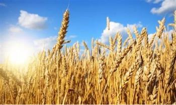 التموين: حصاد محصول القمح بلغ 4.2 مليون طن | فيديو