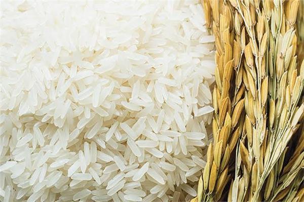 توريد أكثر من 1173 طنًا من الأرز الشعير إلى 31 موقعًا بالدقهلية