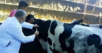   الغربية: تحصين 243 ألف رأس ماشية ضد الحمى القلاعية