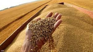   روسيا تزيد إمدادات الحبوب إلى الشرق الأوسط وإفريقيا