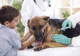   اليوم العالمي لداء الكلب..عدم الحصول على اللقاح يؤدي إلى الوفاة
