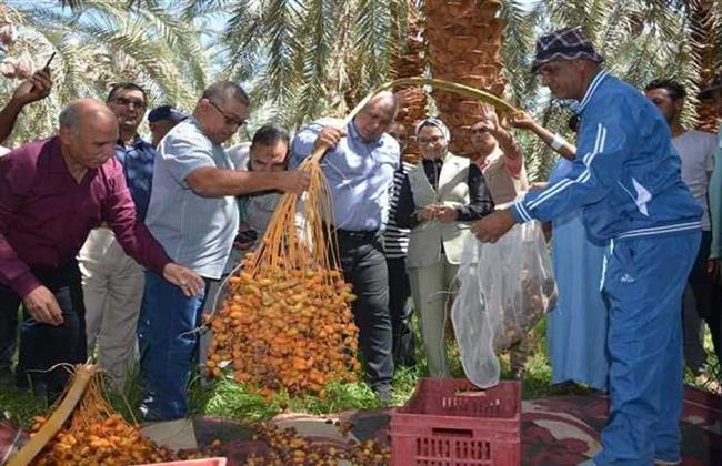 محافظ الوادي الجديد يفتتح موسم حصاد التمور