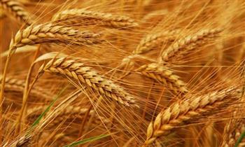 محافظة الشرقية تتصدر المركز الأول لتوريد القمح بكمية 630 ألف طن لعام 2022