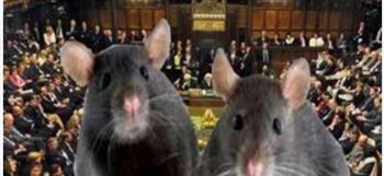   مقاومة للسموم..  البرلمان البريطاني يواجه غزو من الفئران "الخارقة"