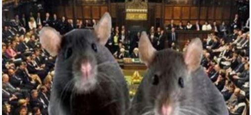 مقاومة للسموم..  البرلمان البريطاني يواجه غزو من الفئران "الخارقة"