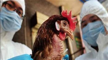   إنفلونزا الطيور.. اليابان تعدم 10 ملايين دجاجة 
