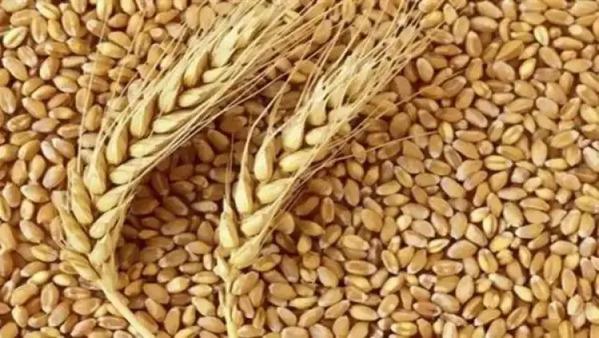 سعر توريد القمح المتوقع خلال 2023