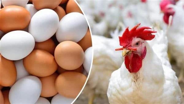 بشرى سارة.. انخفاض أسعار الدواجن خلال 3 أشهر