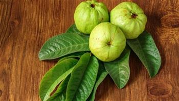   لعلاج البرد.. فوائد ورق الجوافة
