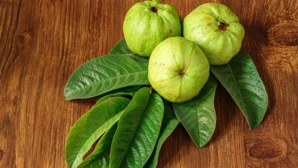 لعلاج البرد.. فوائد ورق الجوافة