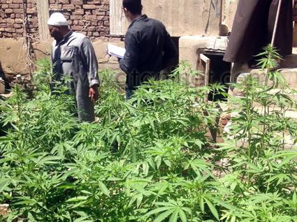 ضبط عاطل زرع سطح منزله بانجو وحشيش في كفر الشيخ