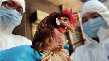   اليابان تشدد إجراءاتها لمنع تفشى انفلونزا الطيور