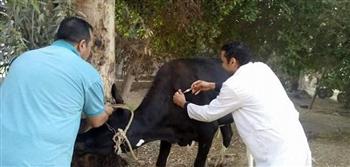   بيطري الغربية: تحصين 258 ألف رأس من الماشية ضد الأمراض الوبائية