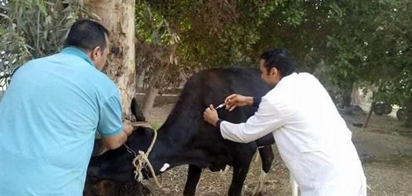 بيطري الغربية: تحصين 258 ألف رأس من الماشية ضد الأمراض الوبائية