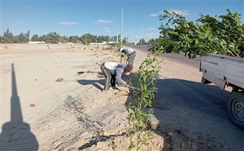   زراعة 400 شجرة ماهوجني إفريقي منتجة للأخشاب وصديقة البيئة ضمن «1000 شجرة» بوادى النطرون