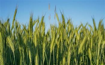   زراعة الوادي الجديد: المرور على زراعات القمح والحقول الإرشادية للتأكد من خلوها من أي إصابات