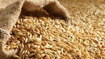   وزير التموين: انتهاء موسم توريد أرز الشعير من المزارعين