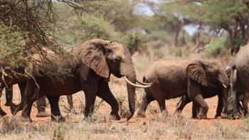   دراسة بيئية: ثروة إفريقيا من الأفيال مهددة بالضياع وتتراجع من 26 مليونا إلى 415 ألفا 
