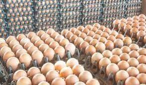   الزراعة تبدأ اليوم تسليم 60 ألف دجاجة بياض فى العامرية