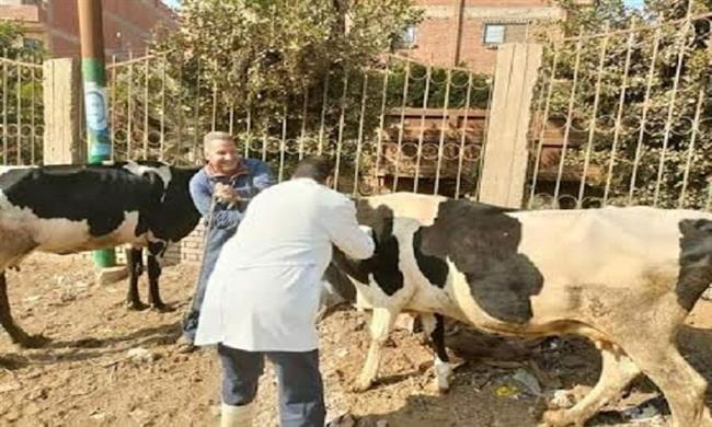 غداً .. انطلاق الحملة القومية لتحصين الماشية ضد مرض الجلد العقدى بالفيوم
