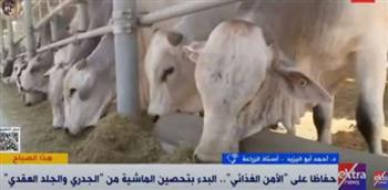 أستاذ زراعة بجامعة عين شمس: مصر تمتلك 4 ملايين جرعة لتحصين الماشية