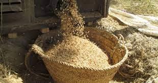 «تموين الدقهلية» تحرر 64 محضرا وضبط 32 طن أرز شعير فى حملات رقابية