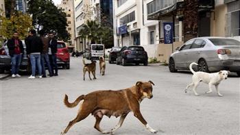   «الأطباء البيطريين» تعلن خلو مصر من سعار الكلاب في 2030 