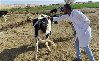 بيطرى البحيرة: تحصين 94 ألف رأس ماشية ضد مرضي الجلد العقدي وجدري الأغنام 